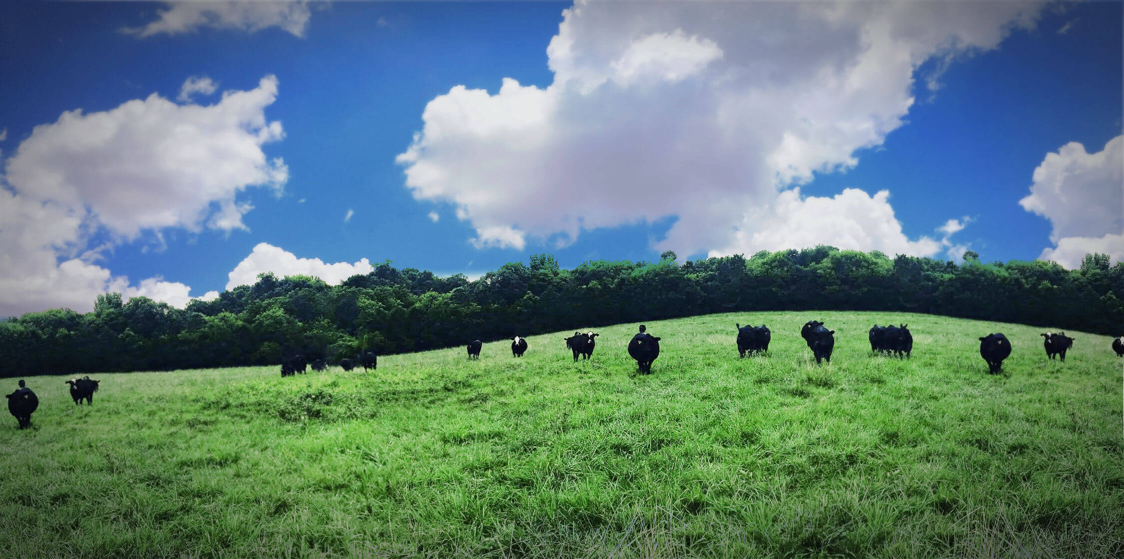 cattle farm